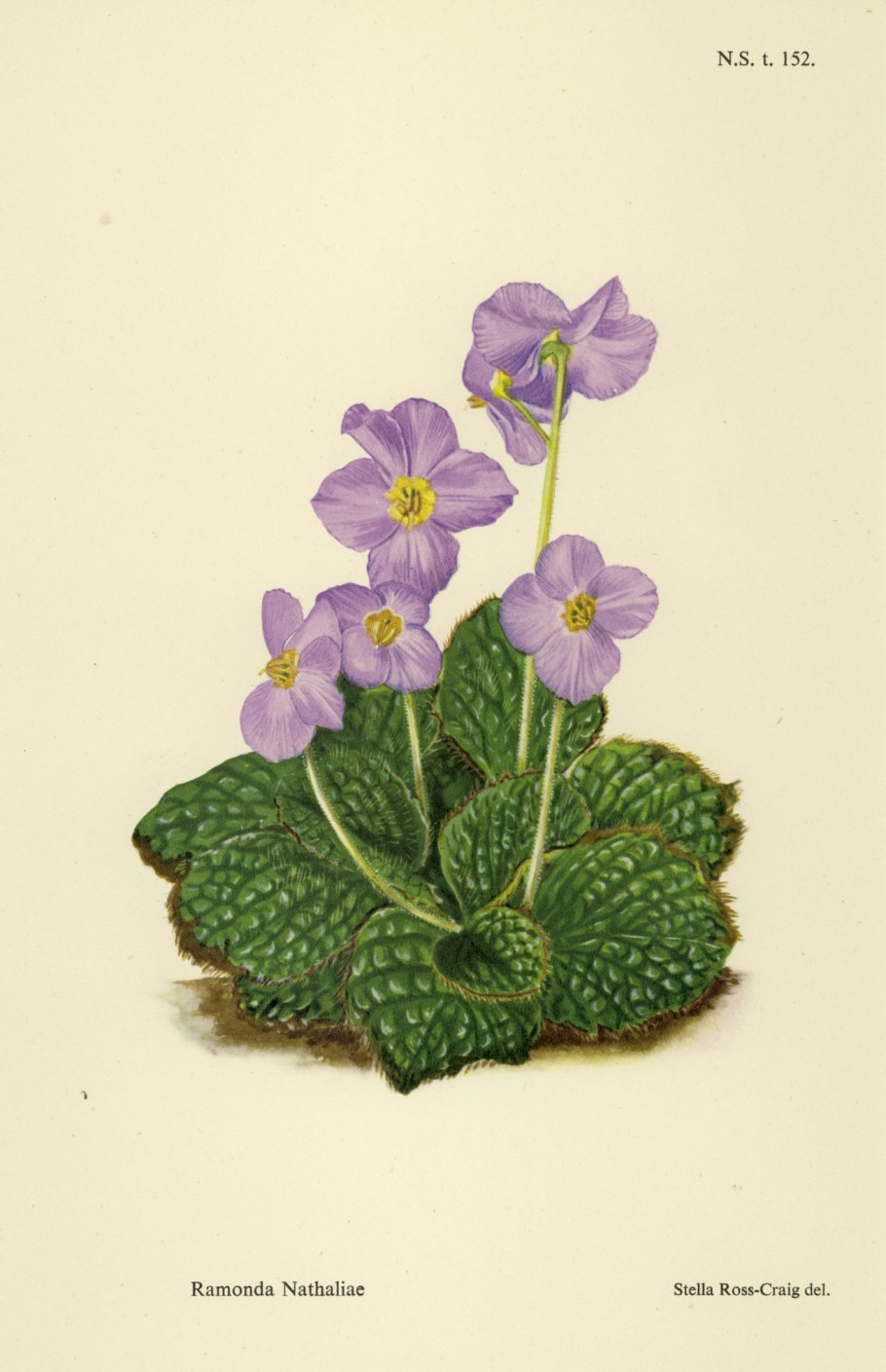 Анджела Бассетт Рамонда