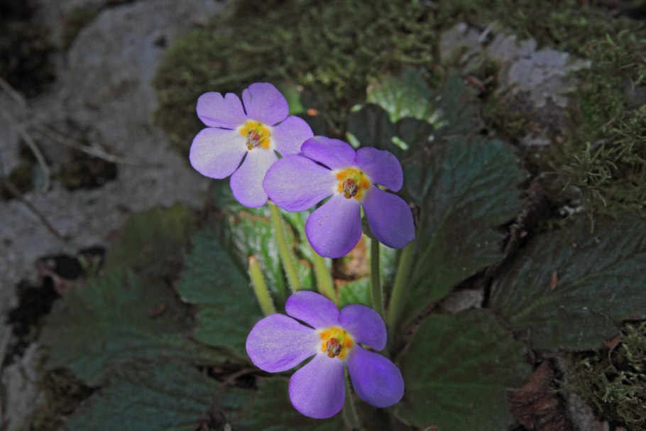 Рамонда Сербская