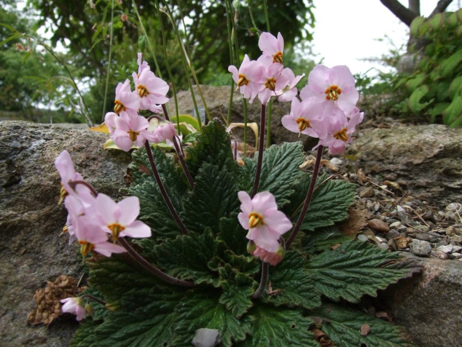 Рамонда миконская