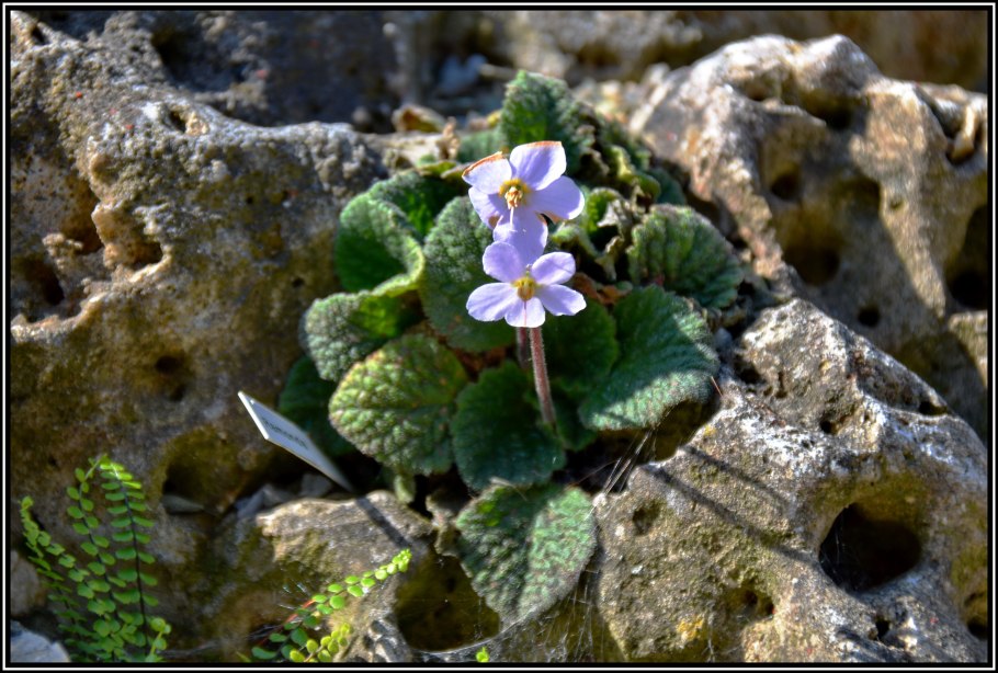 Рамонда Пиренейская