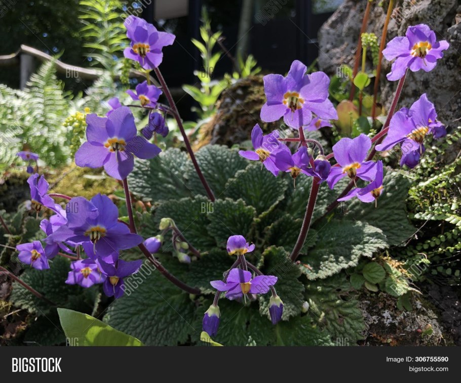 Ramonda Serbica Emblem