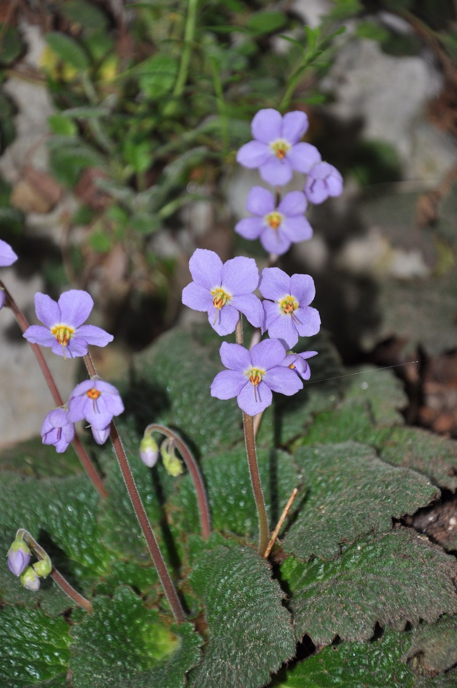 Янкея растение
