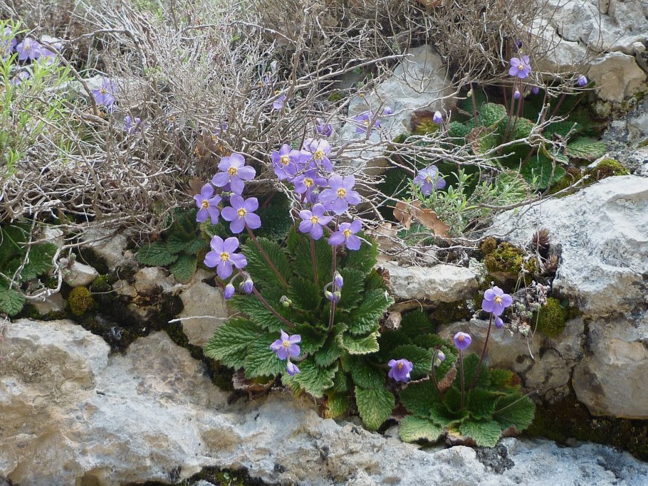 Рамонда миконская зимостойкость