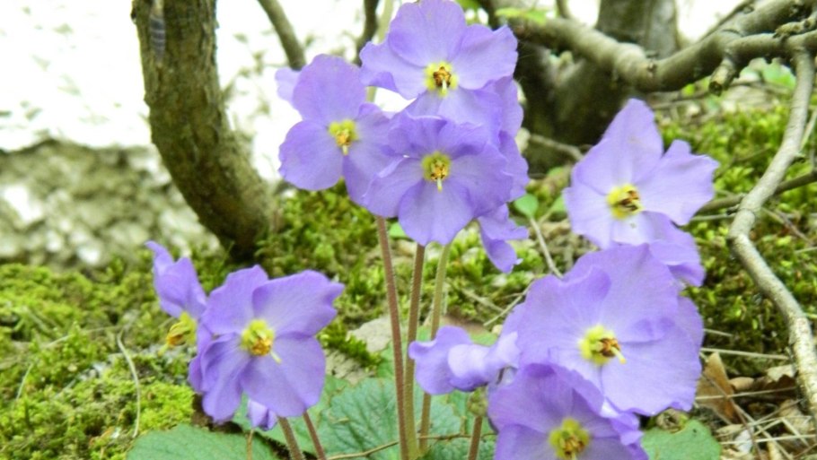 Янкея цветок