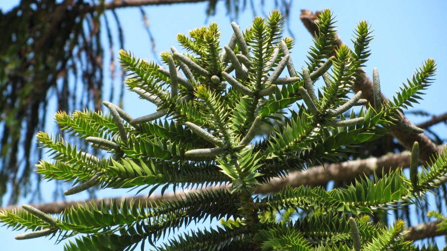 Араукария австралийская