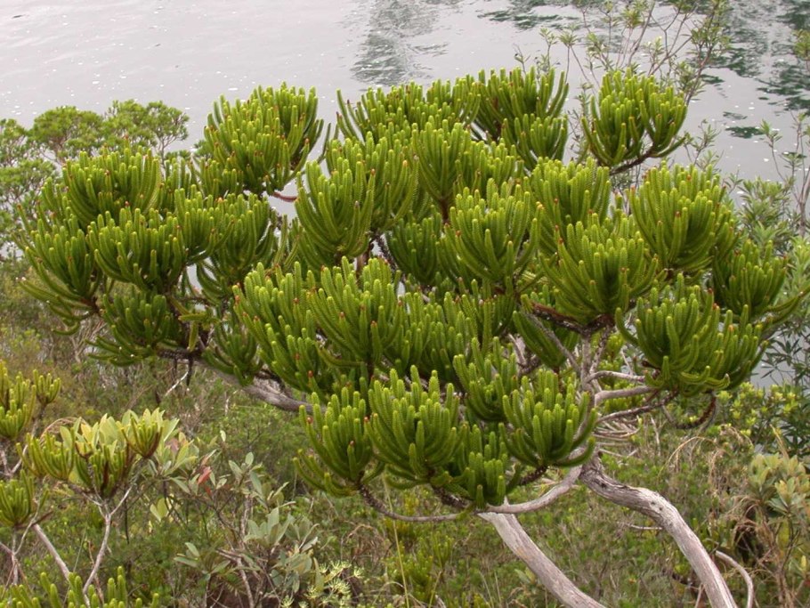 Libocedrus bidwillii