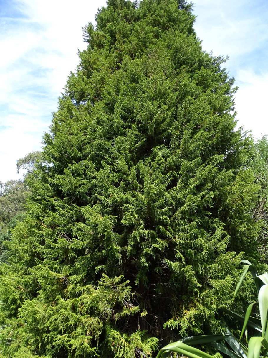 Либоцедрус Бидвилла