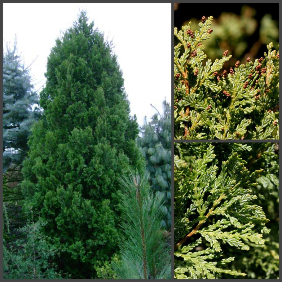 Араукария, н-100