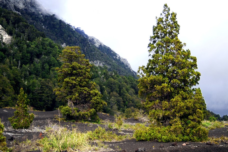 Chamaecyparis pisifera Goldzwerg