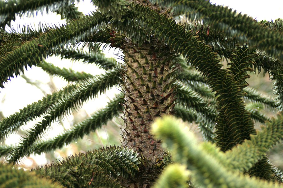 Туя складчатая Гельдерлэнд