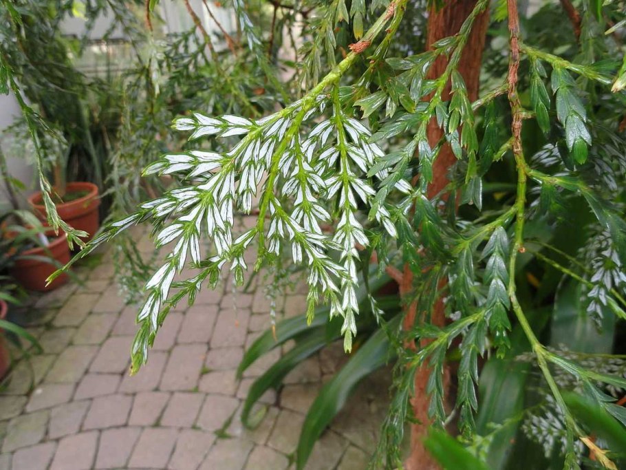 Листья папуана