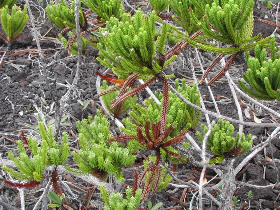 Дизельма archeri (сорт 'Hulsdonk')