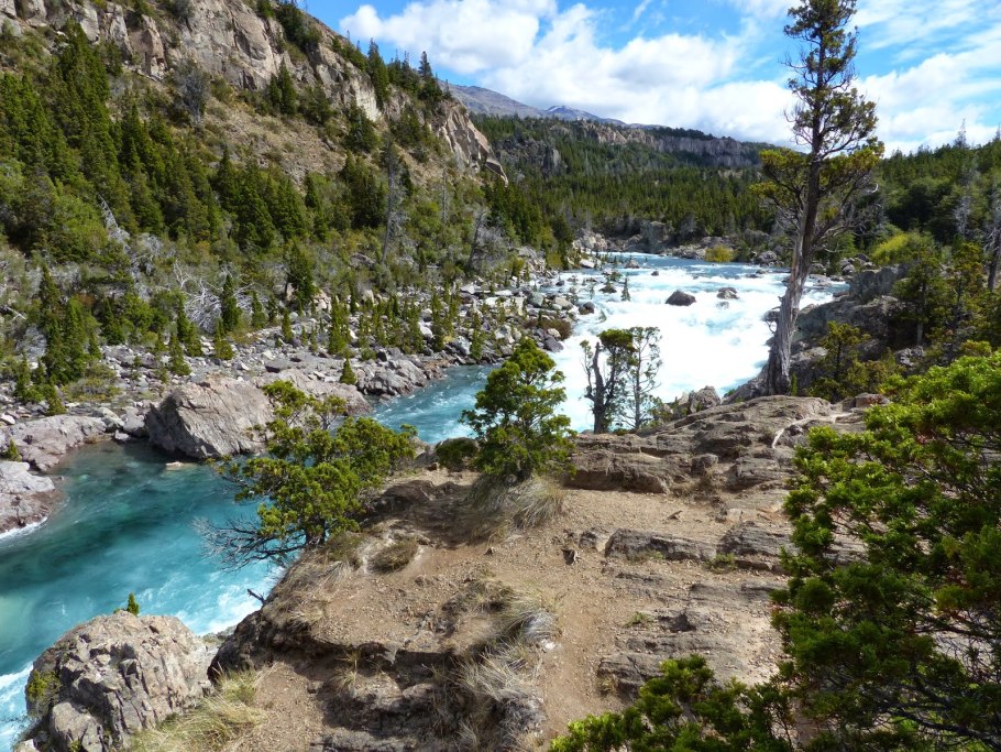 Араукария Каннингема