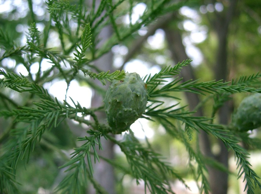 Cupressus nootkatensis