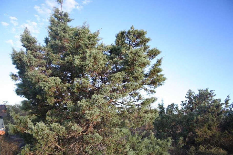 Дождевой лес и Дендрарий Коттава