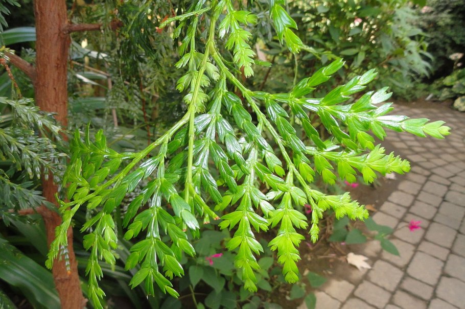 Папуацедрус фото