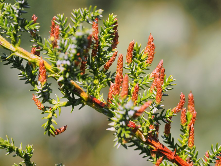Семена редких хвойников
