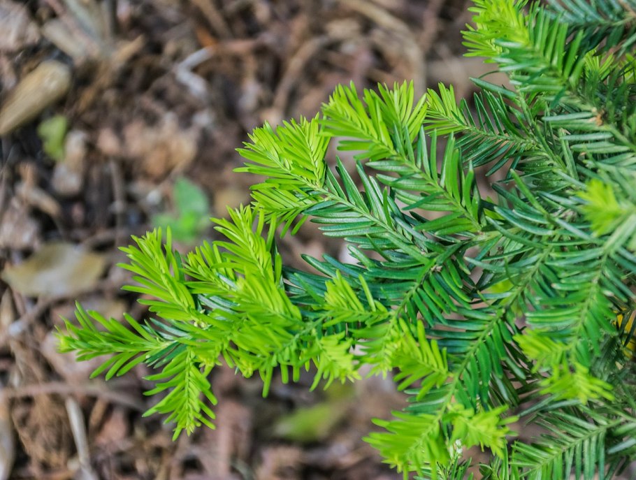 Microcachrys Tetragona