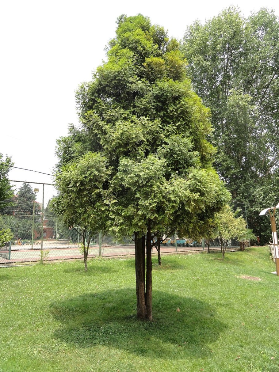 Долина Балием