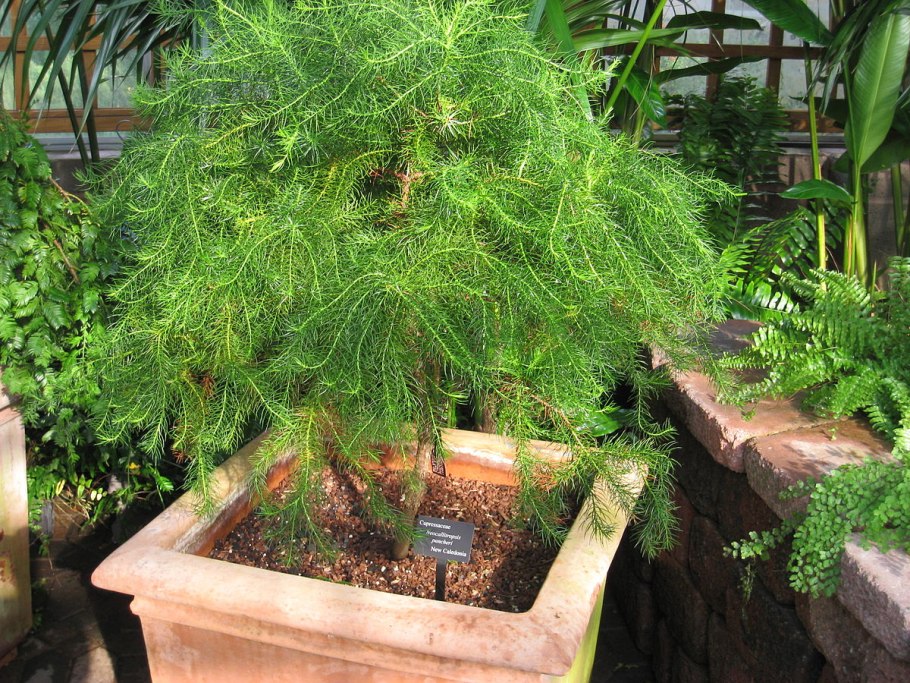 Cupressus macrocarpa