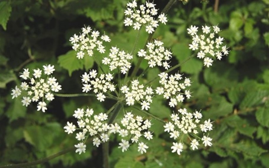 Бедренец камнеломковый