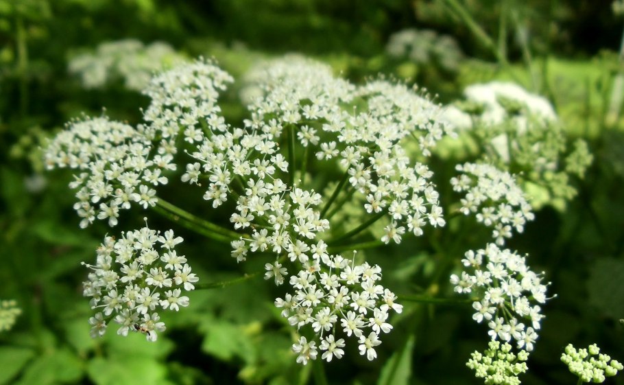 Бедренец камнеломковый — Pimpinella Saxifraga l.