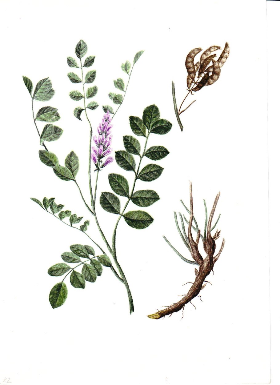 Бедренец камнеломка