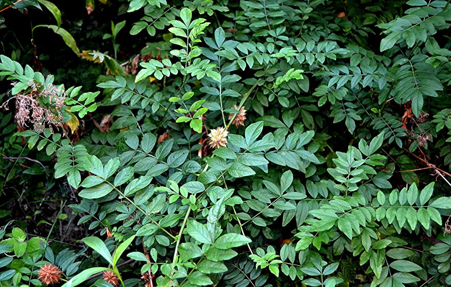 Анис и тмин