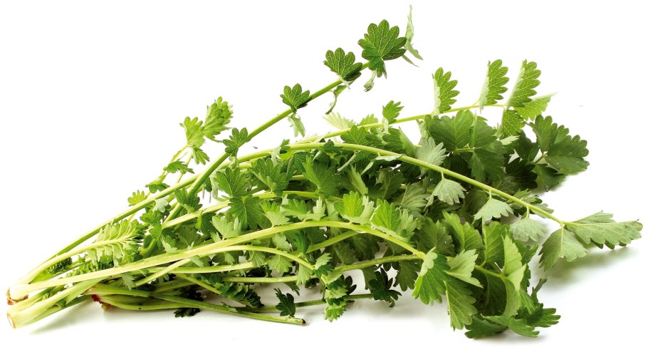 Солодка Коржинского - Glycyrrhiza korshinskyi