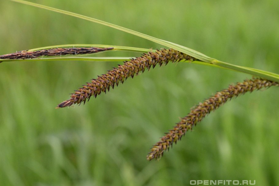 Carex spicata