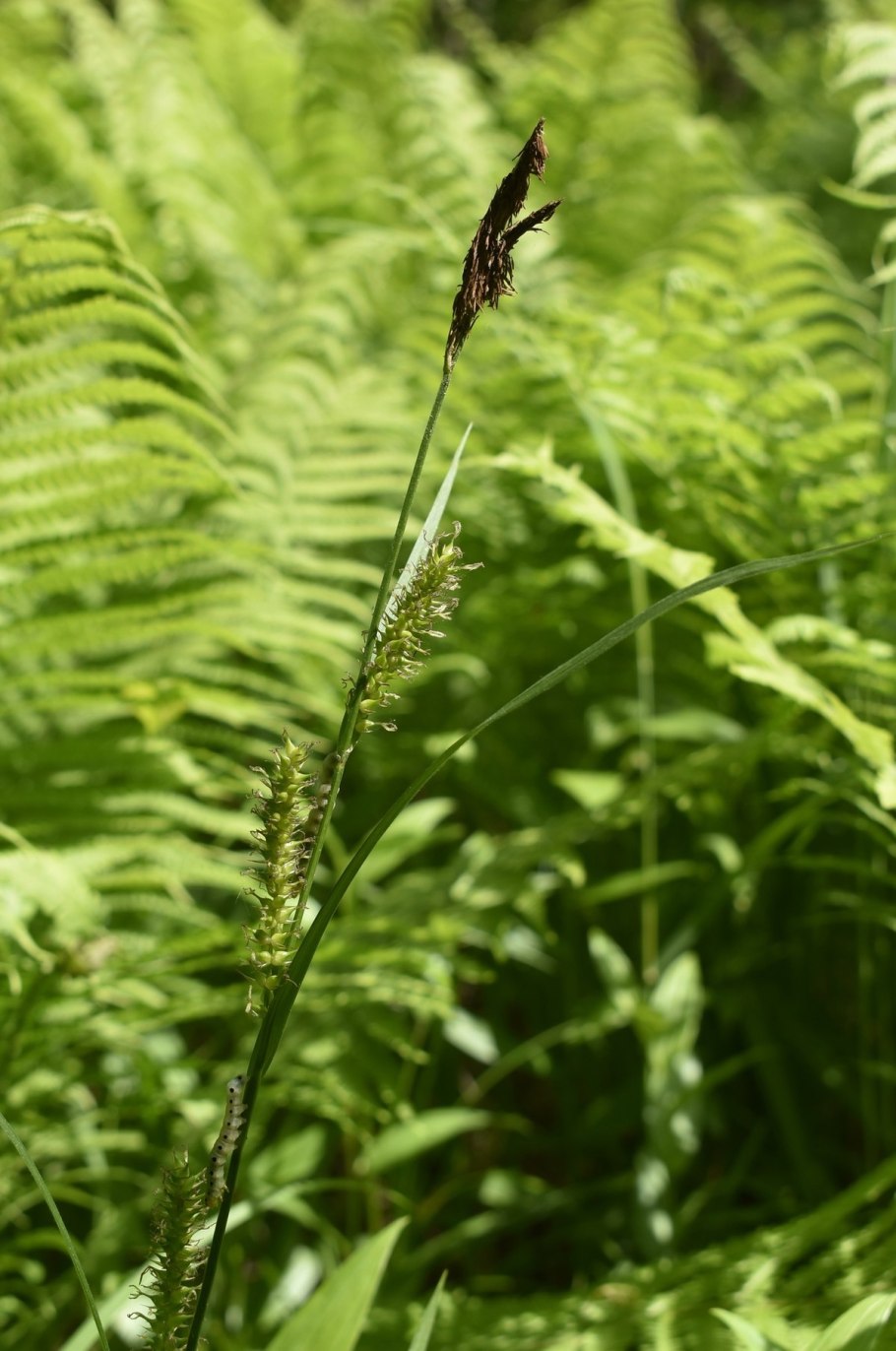 Осока твердоватая