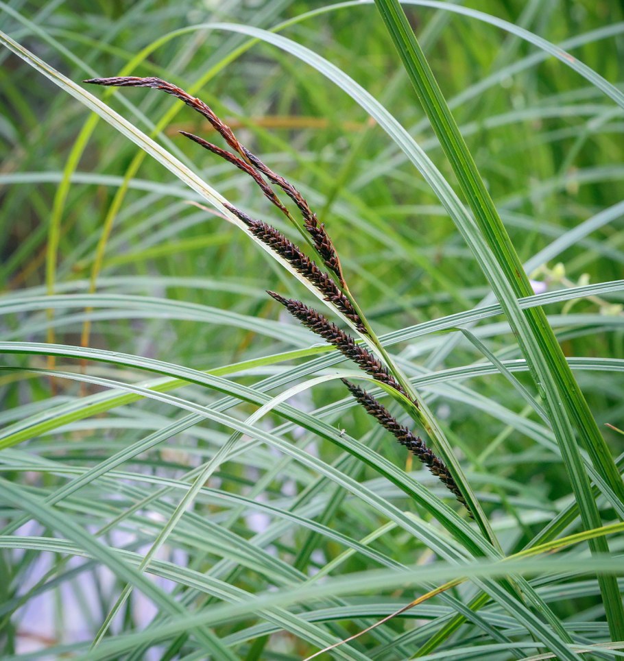 Осока Осока Carex berggrenii