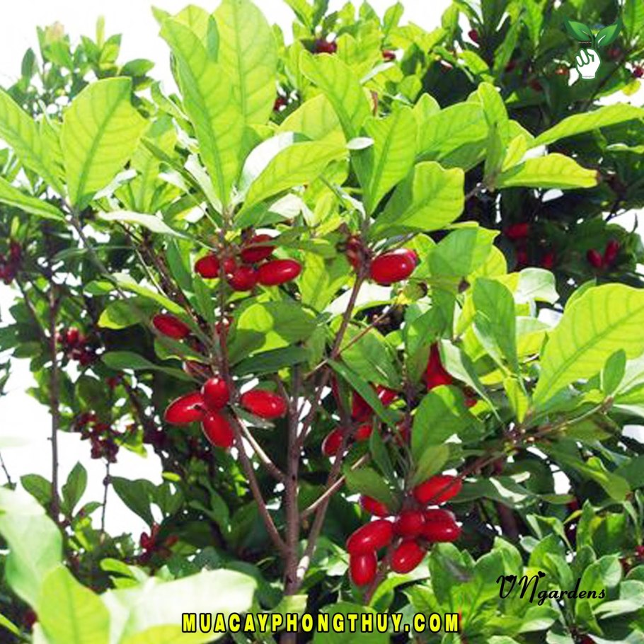 Synsepalum dulcificum 'Dwarf'.