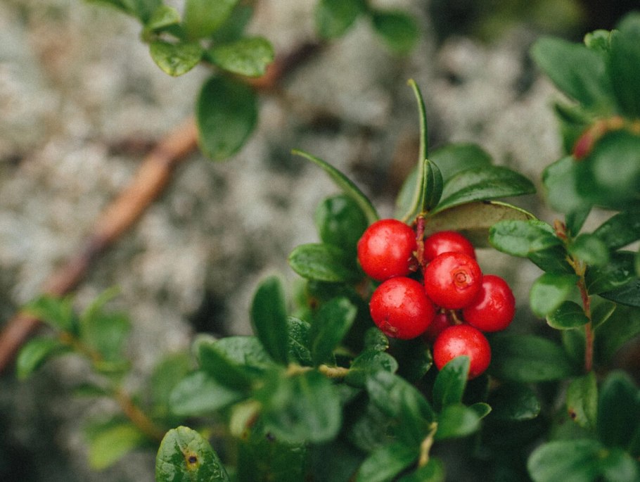 Магический фрукт