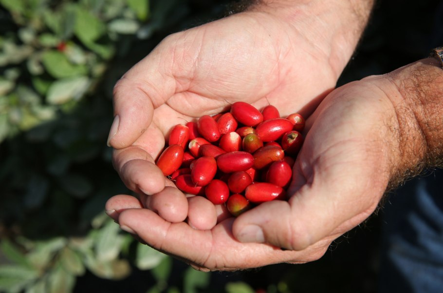 Магический фрукт