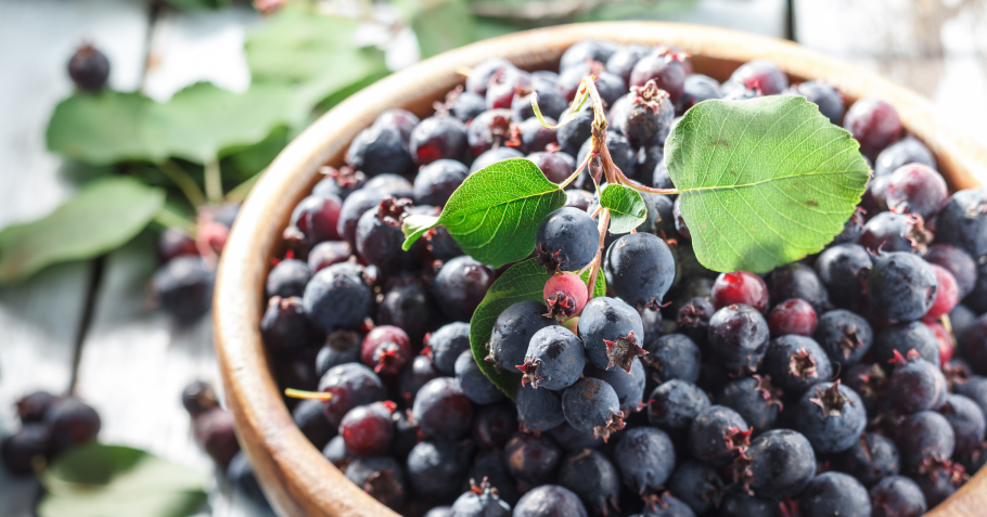 Ягоды калины