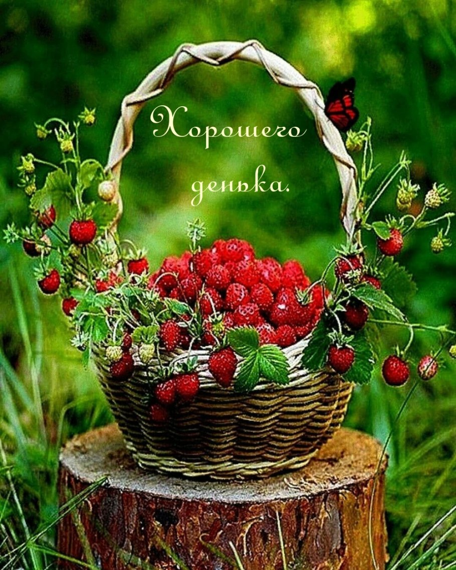 Волчья ягода Дереза обыкновенная