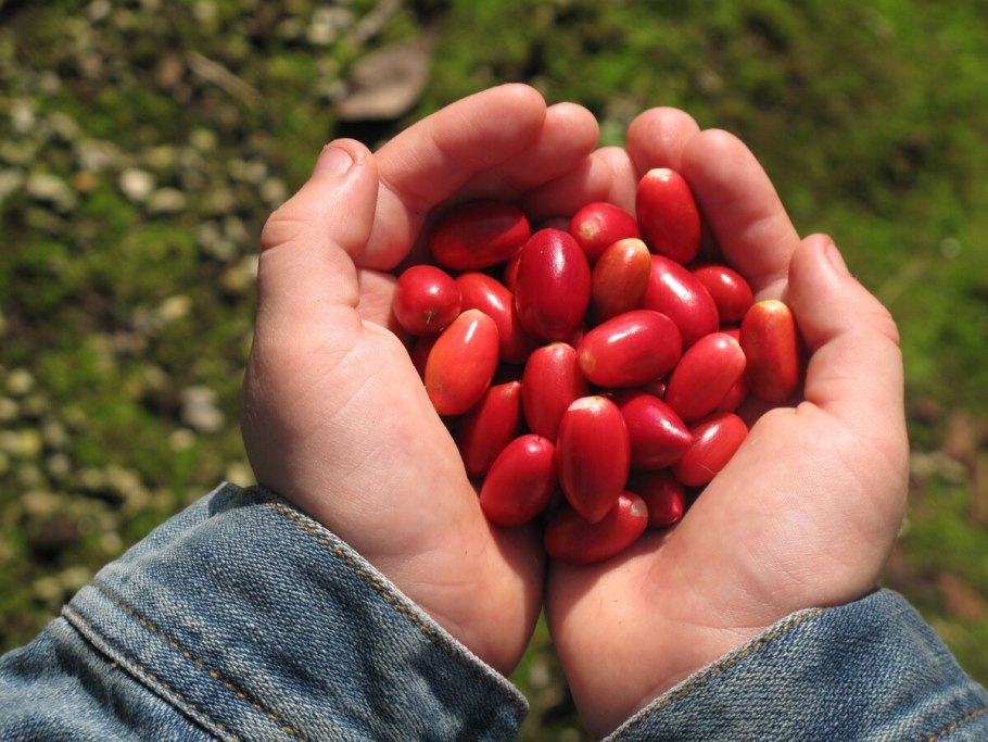 Магический фрукт (Miracle Fruit)