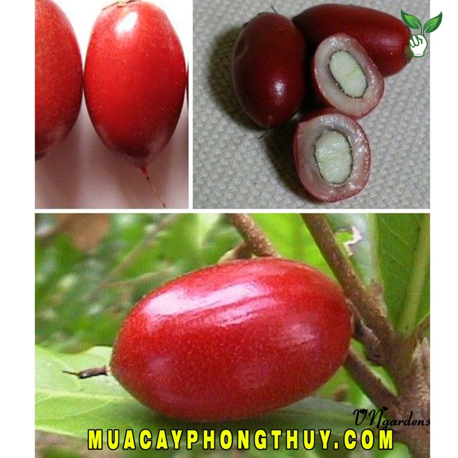 Картинки на рабочий стол фрукты ягодки