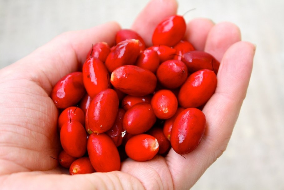 Магический фрукт – синсепалум