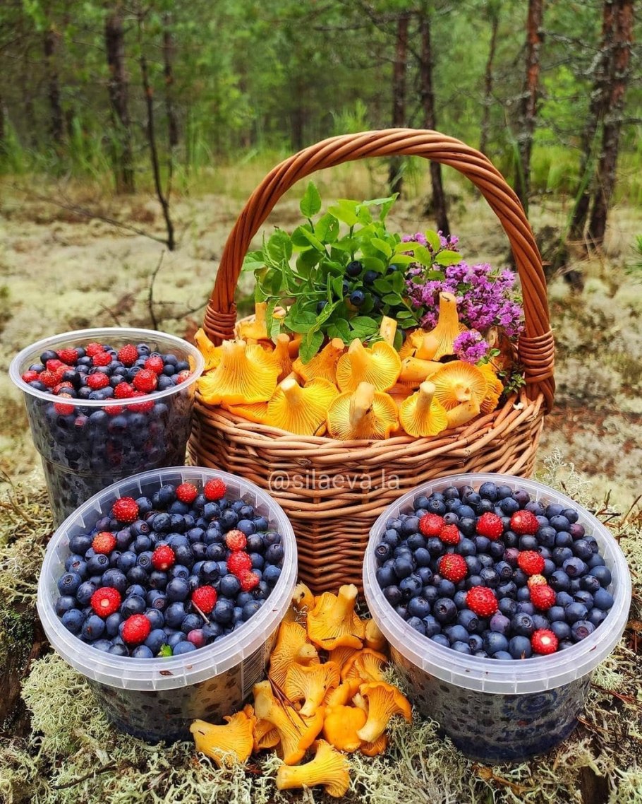 Калина и рябина