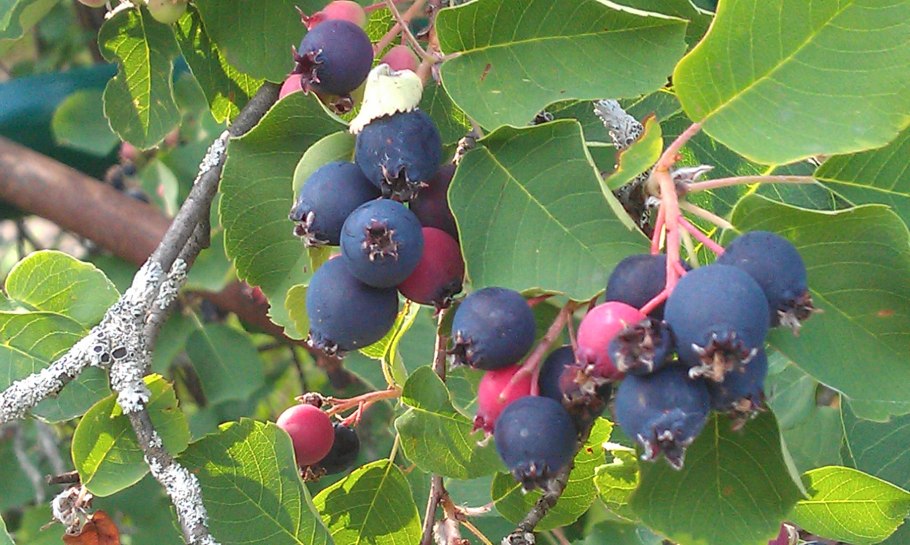 Синсепалум полусердцевидный