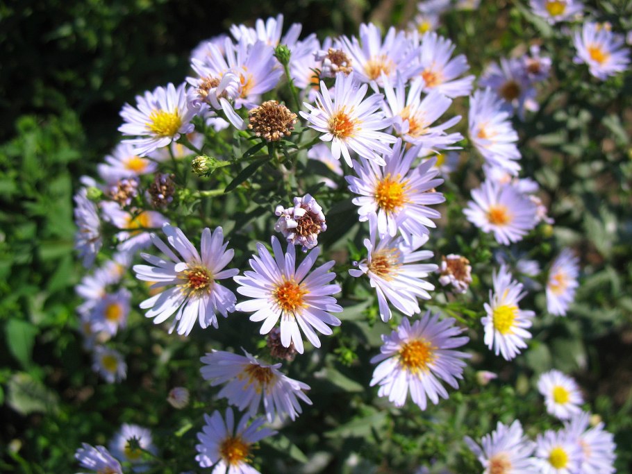 Asteraceae семейство
