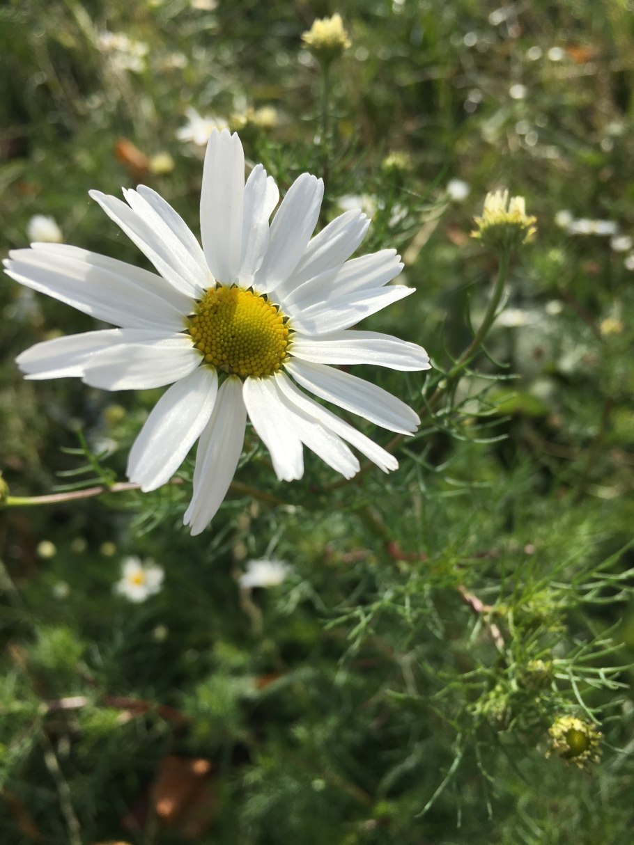 Астровые (Asteraceae)