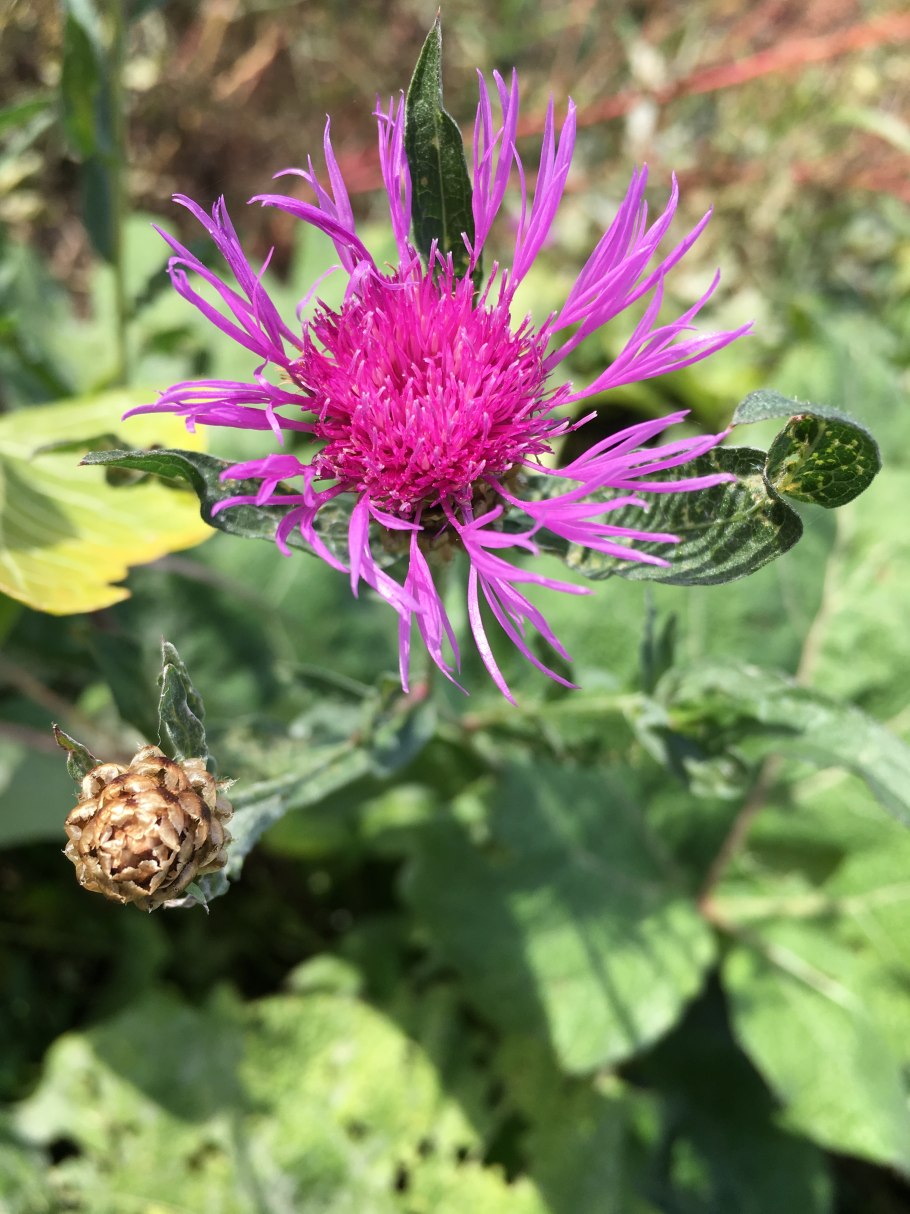 Бодяк (Астровые)