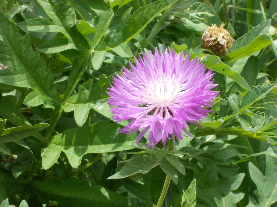 Ядовитые растения из семейства астровых