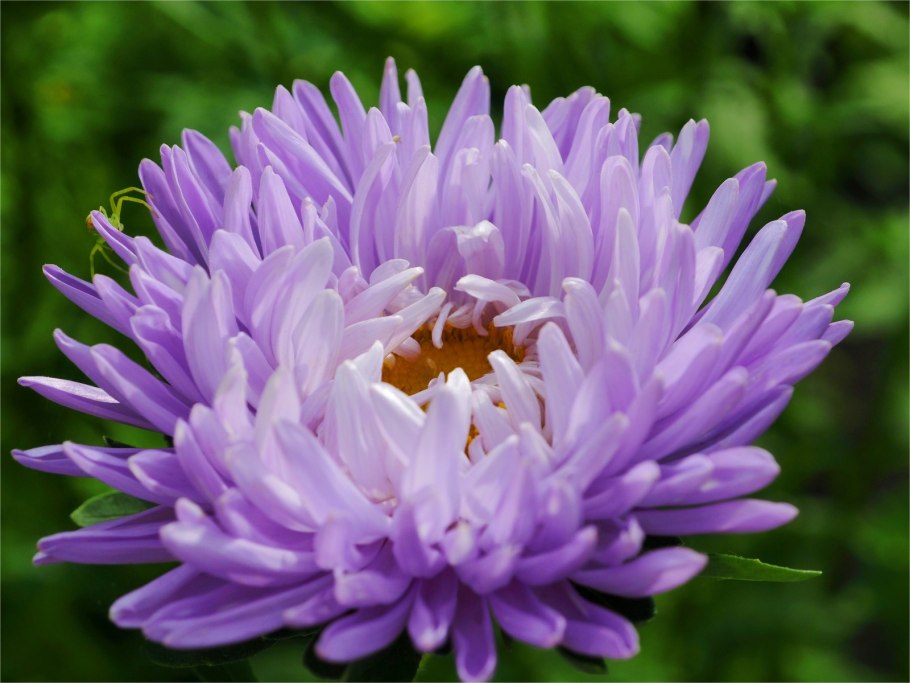 Астровые (Asteraceae)