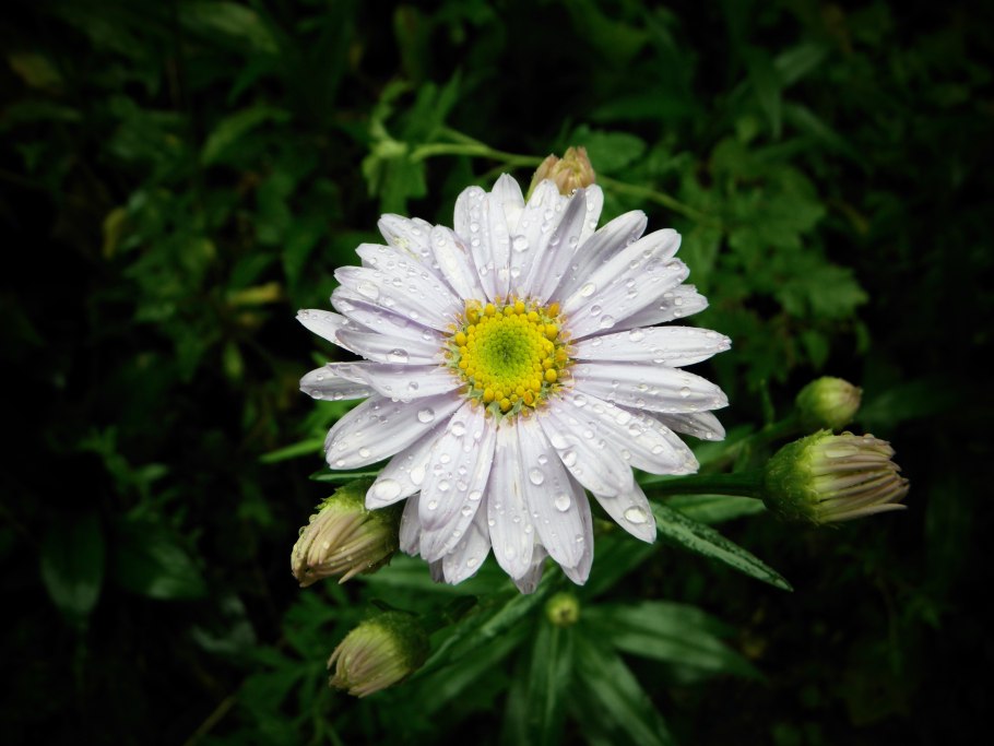 Астровые (подсемейство)