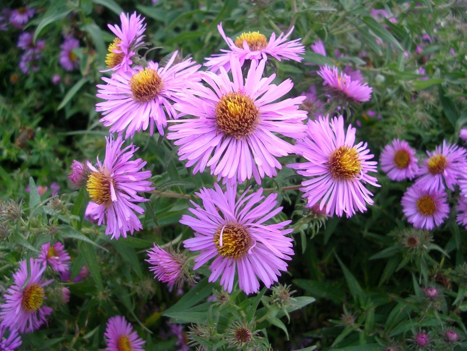 Астра многолетняя новоанглийская