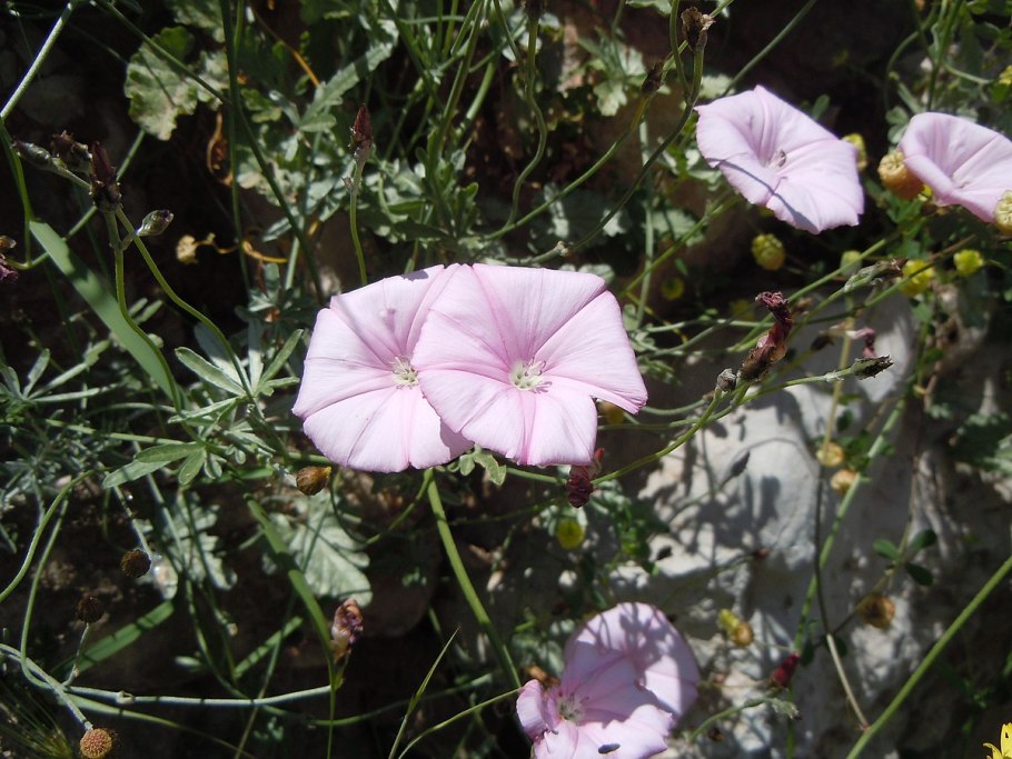 Осот огородный одуванчик